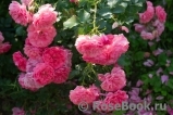 Rosarium Uetersen