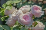Herzogin Christiana ® Herzogin Christiana ®