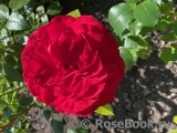 Noemie De Rothschild Noemie De Rothschild