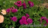 Purple Lodge
