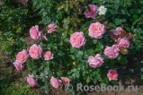 A Shropshire Lad
