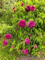 Charles de Mills 