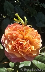 Kensington Gardens