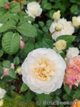 Purity Purity