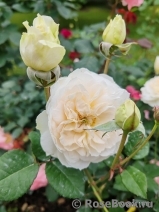 Purity Purity