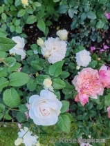 Purity Purity