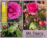 Mr. Darcy