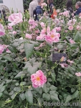 The King's Rose