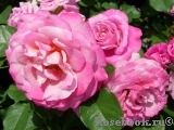 Agnes Schilliger Agnes Schilliger