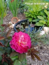 Rosa Le Rosier De La Memoire