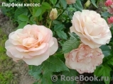 Perfume Kisses ®