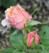 Mayra's Peach