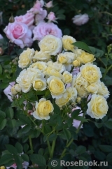 Golden Border