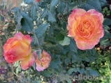 Gartenspass ®