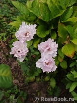 Couture Rose Tilia