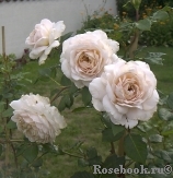 Crocus Rose® Crocus Rose®
