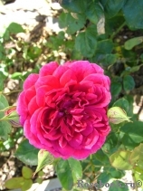 Sir Edward Elgar 