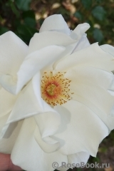 Mentor-Rose