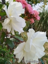 Mentor-Rose