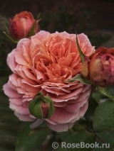 Romantic Antike Freelander ®