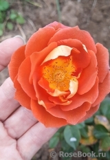 Iris Webb