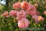 Westerland
