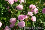Rosengräfin Marie Henriette