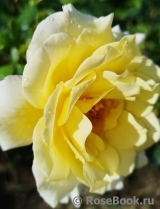 White Licorice