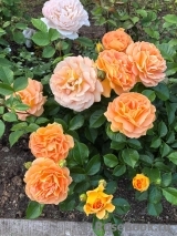 Goldelse