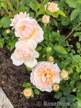The Lady Gardener
