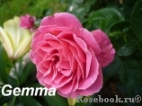 Gemma Gemma