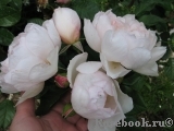 Generous Gardener, The Generous Gardener, The
