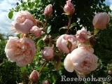 Generous Gardener, The Generous Gardener, The