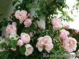 Generous Gardener, The Generous Gardener, The