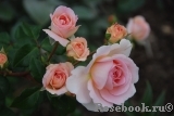 Abraham Darby Abraham Darby