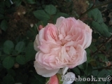 Generous Gardener, The Generous Gardener, The
