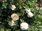 Crocus Rose® Crocus Rose®