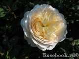 Crocus Rose® Crocus Rose®