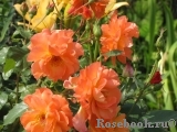 Westerland Westerland