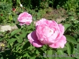 Constance Spry Constance Spry