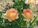 Rose des Cisterciens 