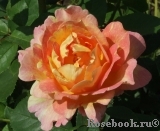 Rose des Cisterciens 