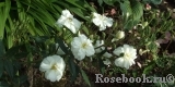 Snow Goose 