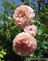 Abraham Darby Abraham Darby