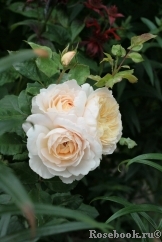 Crocus Rose® Crocus Rose®