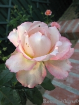Pierre Tchernia Pierre Tchernia