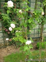Albertine Albertine