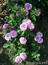 Lavender Ice Lavender Ice