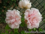 Albertine Albertine