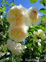 Crocus Rose® Crocus Rose®